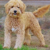 Hunnington's Gunnar Hunnington's Gunnar