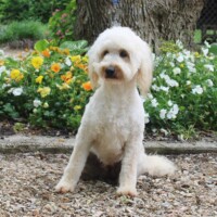 Hunnington's Sandy