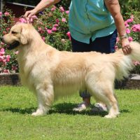 Pekay's "Buzz" Golden Retriever Breeder in Covington LA