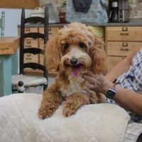 Hunnington's "Pippi" Hunnington's Pippi