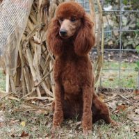 Hunnington's Flynn Hunnington's Flynn