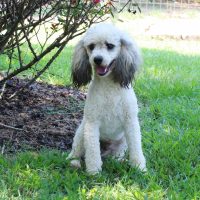 Hunnington's Rogue Hunnington's Rogue