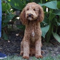 Hunnington's Rose Hunnington's Rose