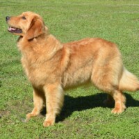 Hunnington's Valentine Hunnington's Valentine