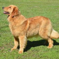 Hunnington's Valentine Hunnington's Valentine