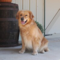 Hunnington's Lincoln