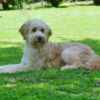 Hunnington's Jada
