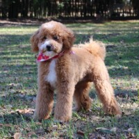 Hunnington's Louie
