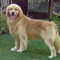 Hunnington Farms Walker Hunnington Farms Walker