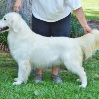 Hunnington Farms Memphis Hunnington Farms Memphis